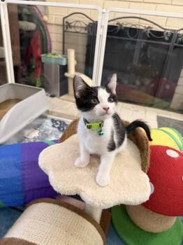 Jersey -  Domestic Short Hair Cat for Adoption in Laguna Niguel, California - Jersey | PetCurious