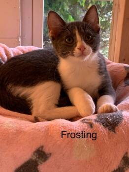Rescue Domestic Short Hair Cats for Adoption in Saint Charles, Missouri - Frosting | PetCurious