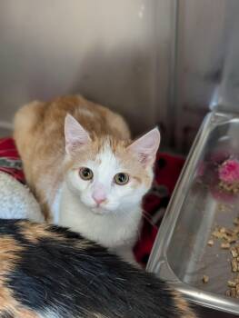 Domestic Short Hair Cats Available for Adoption - Buster | PetCurious