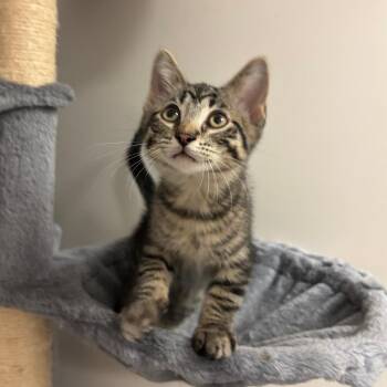 Barbosa -  Domestic Short Hair Cat for Adoption in South Elgin, Illinois - Barbosa | PetCurious