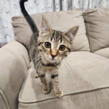 Domestic Short Hair Cats Available for Adoption - Laney | PetCurious