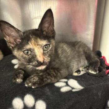 Yamaha -  Domestic Short Hair Cat for Adoption in Walnut Creek, California - Yamaha | PetCurious