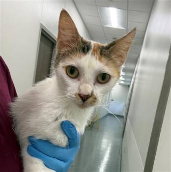BONNET -  Domestic Short Hair Cat for Adoption in Baytown, Texas - BONNET | PetCurious