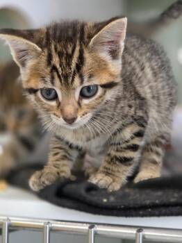 Rye -  Domestic Short Hair Cat for Adoption in Carthage, Missouri - Rye | PetCurious