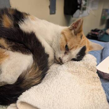 Harp -  Domestic Short Hair Cat for Adoption in Pasadena, California - Harp | PetCurious