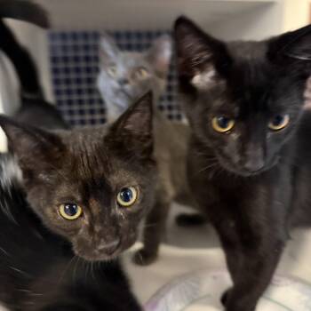Poosh -  Domestic Short Hair Cat for Adoption in Oceanside, California - Poosh | PetCurious