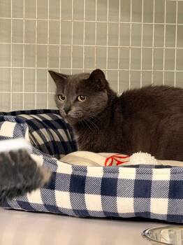Stormy -  Domestic Short Hair Cat for Adoption in Vancouver, Washington - Stormy | PetCurious