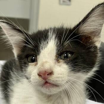 MojoJojo -  Domestic Short Hair Cat for Adoption in Las Cruces, New Mexico - MojoJojo | PetCurious