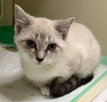 Daphne -  Domestic Short Hair Cat for Adoption in Christiansburg, Virginia - Daphne | PetCurious