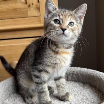 Spot -  Domestic Short Hair Cat for Adoption in Wadsworth, Ohio - Spot | PetCurious
