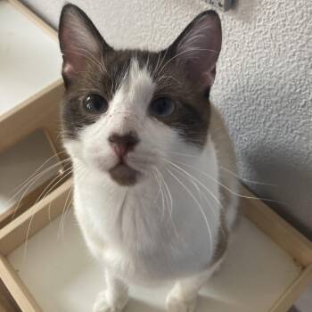 Sulley -  Domestic Short Hair Cat for Adoption in Midland, Texas - Sulley | PetCurious
