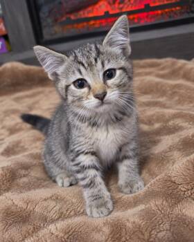 Vivaldi -  Domestic Short Hair Cat for Adoption in Raleigh, North Carolina - Vivaldi | PetCurious