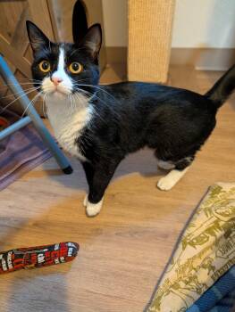 Rescue Tuxedo Cats for Adoption in Manistique, Michigan - Baby Tux | PetCurious