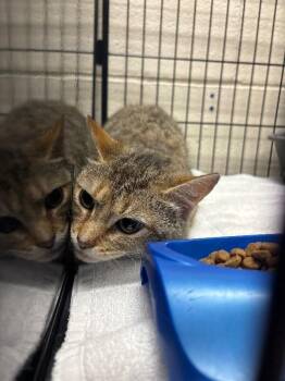 Domestic Short Hair Cats Available for Adoption in Burgaw, North Carolina - Midnight | PetCurious