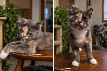 Ms. Kitty -  Domestic Long Hair Cat for Adoption in Salisbury, North Carolina - Ms. Kitty | PetCurious