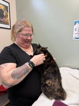 Domestic Short Hair Cats Available for Adoption - Piper | PetCurious