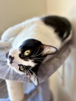 Rescue Domestic Short Hair Cats for Adoption in Scottsdale, Arizona - Moustache Sally | PetCurious