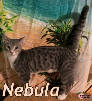 Nebula -  Domestic Short Hair Cat for Adoption in Douglasville, Georgia - Nebula | PetCurious