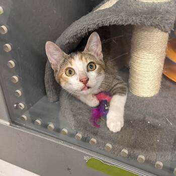Rescue Calico Cats for Adoption in Spring, Texas - Dora - Riley Fuzzel Petsmart | PetCurious