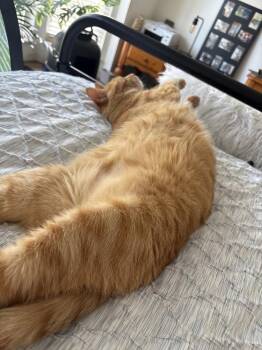 Catfish -  Domestic Short Hair Cat for Adoption in St. Peters, Missouri - Catfish | PetCurious