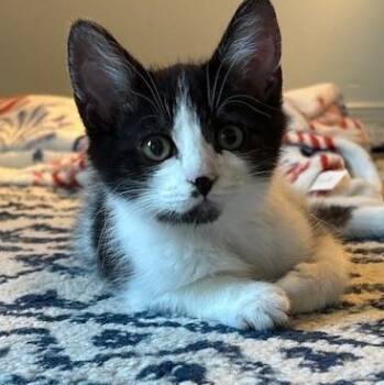 Dwight -  Domestic Short Hair Cat for Adoption in Lemoyne, Pennsylvania - Dwight | PetCurious