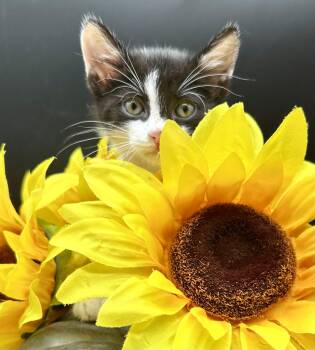 Poppy -  Domestic Medium Hair Cat for Adoption in Huntington Beach, California - Poppy | PetCurious