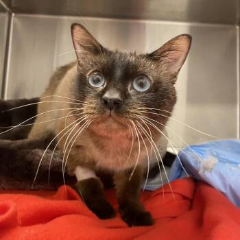 Domestic Short Hair Cats Available for Adoption in West Palm Beach, Florida - Littles | PetCurious