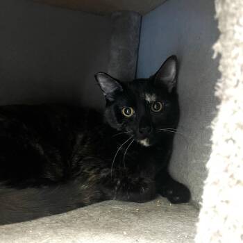 Domestic Short Hair Cats Available for Adoption in Las Vegas, Nevada - Hattie | PetCurious