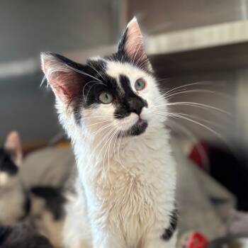 Domestic Medium Hair Cats Available for Adoption in Nashville, Indiana - Juniper | PetCurious