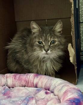 Domestic Long Hair and Dilute Calico Cats Available for Adoption - Gweenie | PetCurious