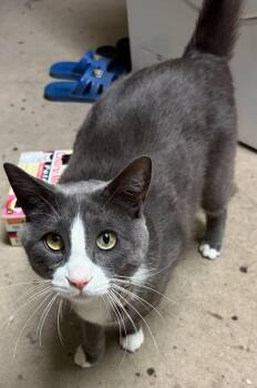 Ficus [CP] -  Domestic Short Hair Cat for Adoption in Castro Valley, California - Ficus [CP] | PetCurious