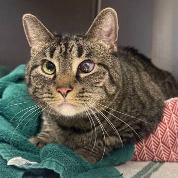 Domestic Short Hair Cats Available for Adoption - Wonton | PetCurious