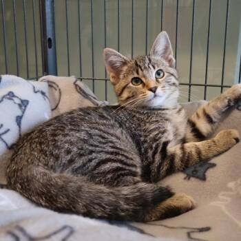 Vespera -  Domestic Short Hair Cat for Adoption in Saint Charles, Missouri - Vespera | PetCurious
