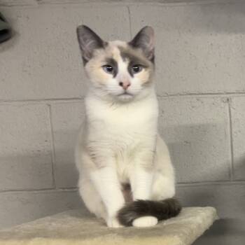 Rescue Domestic Short Hair Cats for Adoption in Etna, Pennsylvania - Darling | PetCurious