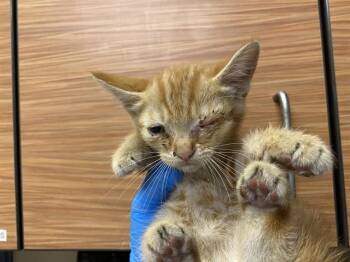 A613849 -  Domestic Short Hair Cat for Adoption in Modesto, California - A613849 | PetCurious
