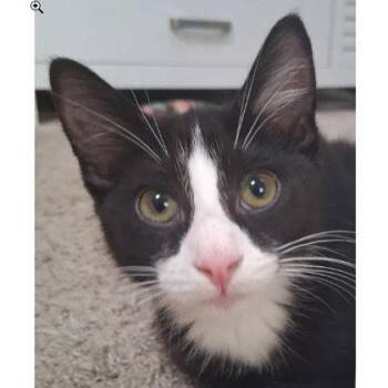 Jenny Everett, adopt with a sibling -  Domestic Short Hair Cat for Adoption in Hudson, Massachusetts - Jenny Everett, Adopt With A Sibling | PetCurious