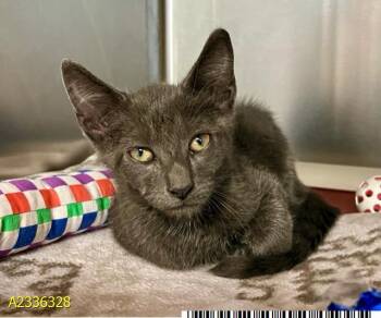 ROBERT -  Domestic Short Hair Cat for Adoption in West Palm Beach, Florida - ROBERT | PetCurious