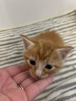 Paprika -  Domestic Short Hair Cat for Adoption in Mustang, Oklahoma - Paprika | PetCurious