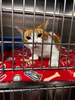 Domestic Short Hair Cats Available for Adoption in Gautier, Mississippi - Mr. Green | PetCurious