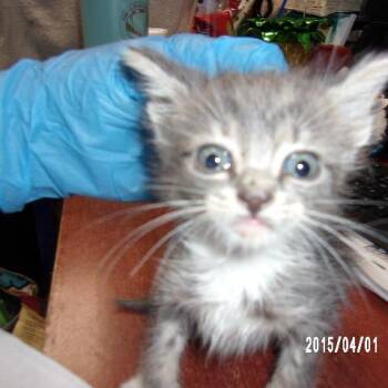 Birchwood -  Domestic Short Hair Cat for Adoption in Milton, Florida - Birchwood | PetCurious