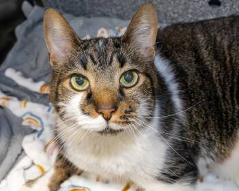Domestic Short Hair Cats Available for Adoption - Kansas | PetCurious