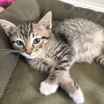 Frenchie -  Domestic Short Hair Cat for Adoption in Davis, California - Frenchie | PetCurious