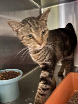 CK -  Domestic Short Hair Cat for Adoption in St. Cloud, Florida - CK | PetCurious