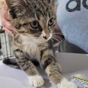 Melody -  Domestic Short Hair Cat for Adoption in Traverse City, Michigan - Melody | PetCurious