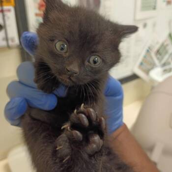 Domestic Short Hair Cats Available for Adoption in Roanoke, Virginia - Wise Guy | PetCurious