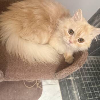 Sweet Steve - Persian Kitten (video) -  Persian Cat Available for Adoption in Woodbridge, Virginia - Sweet Steve - Persian Kitten (video) | PetCurious