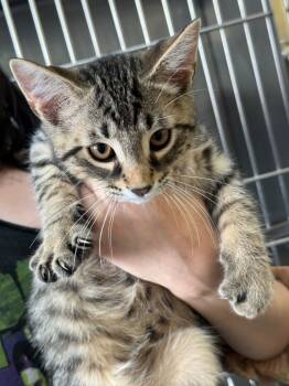 Rescue Domestic Short Hair Cats for Adoption in Syracuse, Indiana - Lindsey | PetCurious