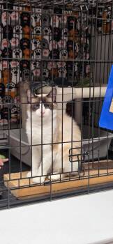 Jasmine -  Birman and Ragdoll Cat for Adoption in Cape May, New Jersey - Jasmine | PetCurious