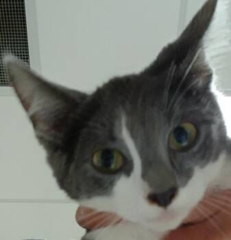 Tom -  Domestic Short Hair Cat for Adoption in Greenfield, Indiana - Tom | PetCurious