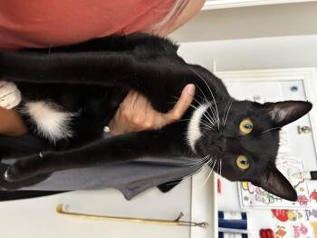Tux -  American Shorthair Cat for Adoption in Marvin, North Carolina - Tux | PetCurious